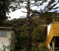 titirangi-trees-auckland-1